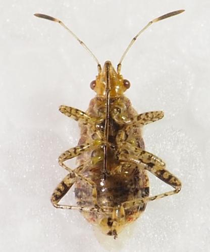 Réf. 308 790 : Niesthrea sp.
